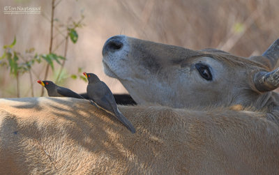 Geelsnavelossepikker - Yellow-billed Oxpecker - Buphagus africanus 