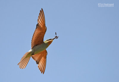 Groene bijeneter - Blue-cheeked bee-eater - Merops persicus