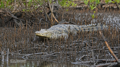 West African crocodile - Crocodylus suchus 