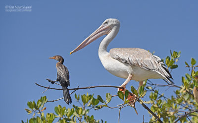 Kleine pelikaan - Pink-backed pelican ; Afrikaanse dwergaalscholver - Long-tailed Cormorant