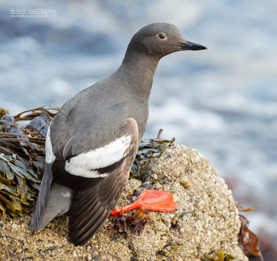 Duifzeekoet - Pigeon Guillemot - Cepphus columba eureka