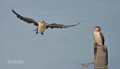 Afrikaanse dwergaalscholver - Long-tailed Cormorant - Microcarbo africanus