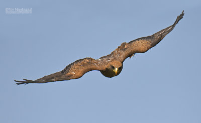 Geelsnavel wouw - Yellow billed kite - Milvus migrans parasitus