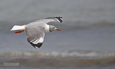 Grijskopmeeuw - Gray-headed gull - Larus cirrocephalus