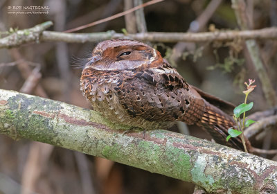 Gekraagde Nachtzwaluw - Collared Nightjar - Gactornis enarratus