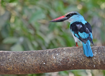 Teugel ijsvogel - Blue-breasted kingfisher - Halcyon malimbica