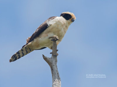 Lachvalk - Laughing Falcon - Herpetotheres cachinnans