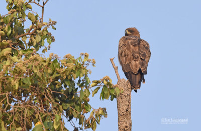 Savannearend - Twany Eagle - Aquila rapax