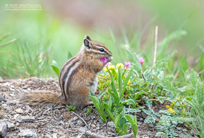 Geelsparchipmunk - Olympic Chipmunk -  Tamias amoenus caurinus