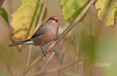 Napoleonnetje - Black-rumped Waxbill - Estrilda troglodytes