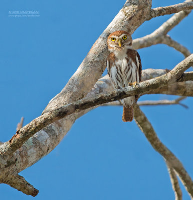 Magelhaendwerguil - Ferruginous Pygmy-Owl - Glaucidium brasilianum ridgwayi