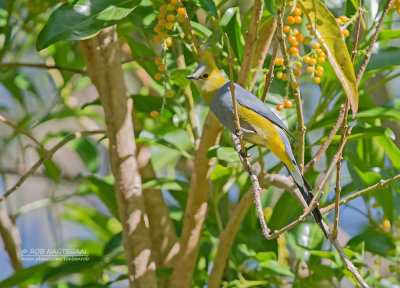 Langstaartzijdevliegenvanger - Long-tailed Silky-flycatcher - Ptiliogonys caudatus