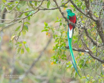 Quetzal  - Resplendent Quetzal - Pharomachrus mocinno
