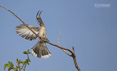 Grijze tok - African grey hornbill - Lophoceros nasutus