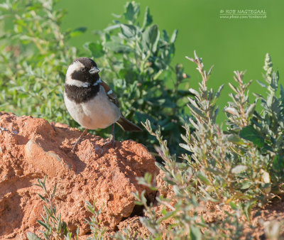 Kaapse Mus - Cape Sparrow - Passer melanurus