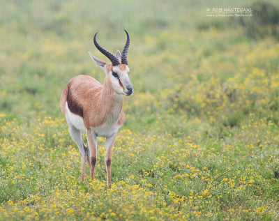 Springbok - Springbok antelope - Antidorcas marsupialis