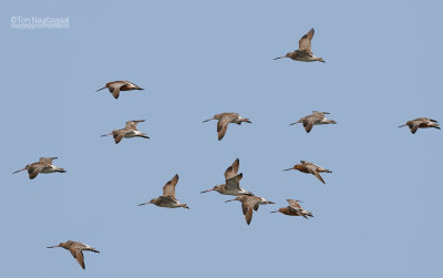 Rosse Grutto - Bar-tailed Godwit - Limosa lapponica