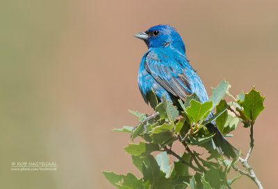 Indigogors - Indigo Bunting - Passerina cyanea