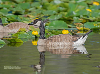 Canadese Gans - Canada Goose - Branta canadensis