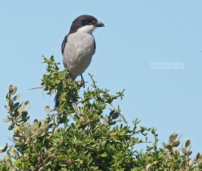 Zuidelijke Gekraagde Klauwier - Southern Fiscal - Lanius collaris