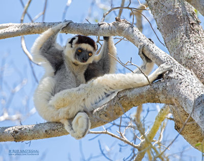 Verreauxsifaka - verreaux's sifaka - Propithecus verreauxi