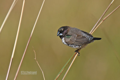 Gewoon ekstertje - Bronze Munia - Spermestes cucullata cucullata