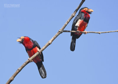 Zwartbandbaardvogel - Bearded Barbet - Lybius dubius