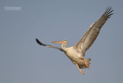 Kleine pelikaan - Pink-backed pelican - Pelecanus rufescens