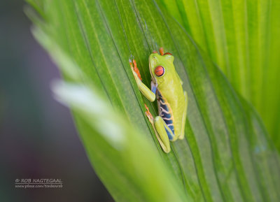 Roodoogmakikikker - Red-eyed Tree Frog - Agalychnis callidryas