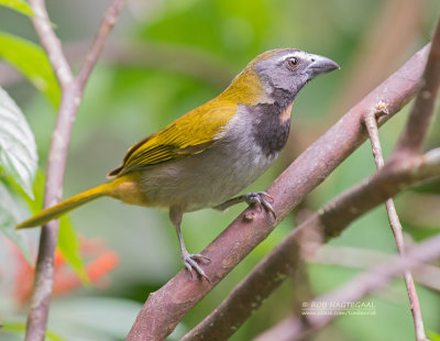 Bontkeelsaltator - Buff-throated Saltator - Saltator maximus