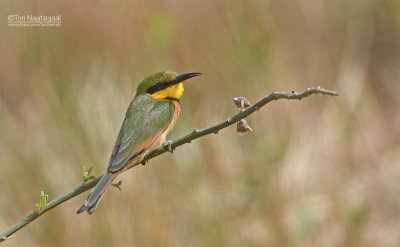 Dwerg bijeneter - Little bee-eater - Merops pusillus