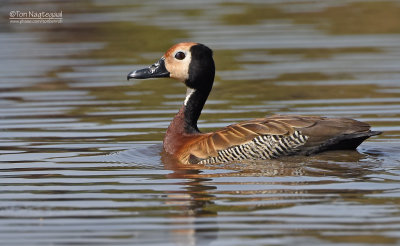 Witwang fluiteend - White-faced whistling duck - Dendrocygna viduata