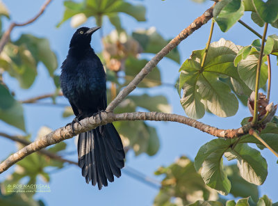 Langstaarttroepiaal - Great-tailed Grackle - Quiscalus mexicanus