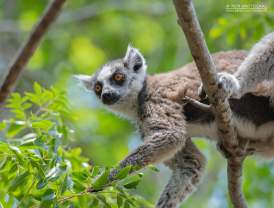 Ringstaartmaki - Ring-tailed lemur - Lemur catta