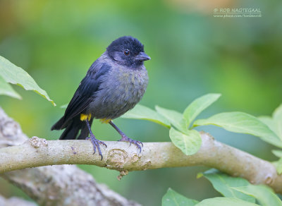 Geeldij-struikgors - Yellow-thighed Finch - Pselliophorus tibialis