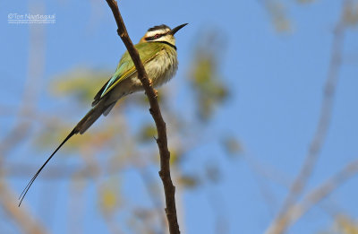 Witkeelbijeneter - White-throated Bee-eater - Merops albicollis