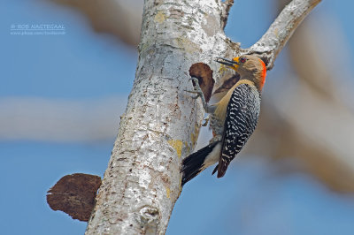 Yucatnspecht - Yucatan Woodpecker - Melanerpes pygmaeus pygmaeus