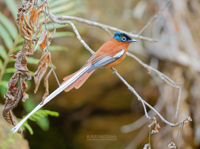 Madagaskarparadijsmonarch - Madagascar Paradise-Flycatcher - Terpsiphone mutata singetra