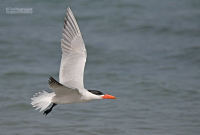 Reuzenstern - Caspian tern - Hydroprogne caspia