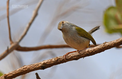 Blaatcamaroptera - Gray-backed Camaroptera - Camaroptera brevicaudata