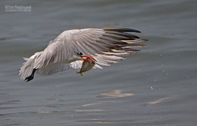 Reuzenstern - Caspian tern - Hydroprogne caspia