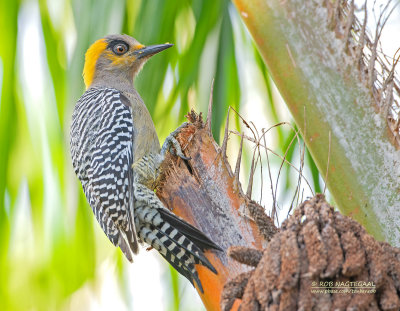 Goudwangspecht - Golden-cheeked Woodpeckers - Melanerpes chrysogenys