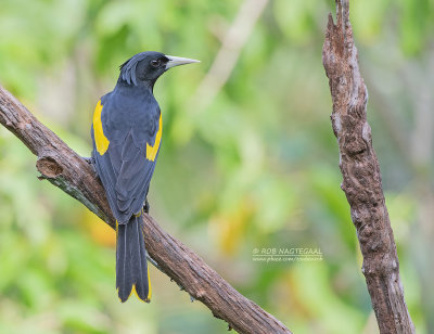 Geelvleugelbuidelspreeuw - Mexican Cacique - Cacicus melanicterus