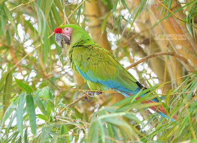 Soldaten Ara - Military macaw - Ara militaris