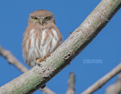 Colimadwerguil - Colima pygmy owl - Glaucidium palmarum