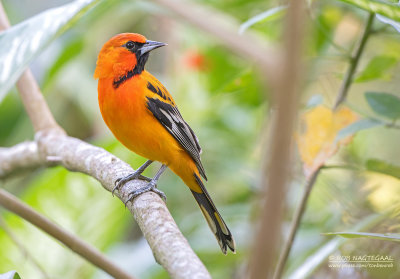 Vlekrugtroepiaal - Streak-backed oriole - Icterus pustulatus microstictus