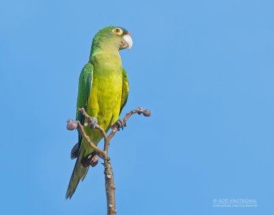 Ivooraratinga - Orange-fronted parakeet - Eupsittula canicularis 