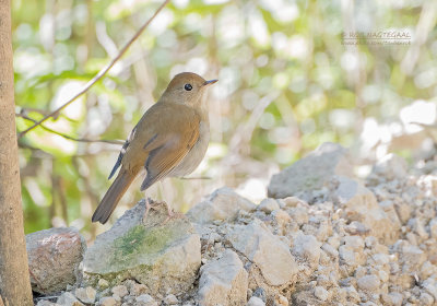 Bruinkopdwerglijster - Russet nightingale-thrush - Catharus occidentalis