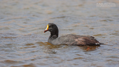 Reuzenkoet - Giant Coot - Fulica gigantea