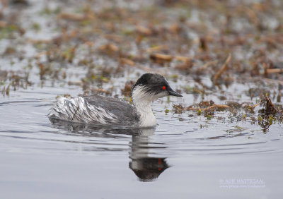 Zilverfuut - Silvery grebe - Podiceps occipitalis juninensis